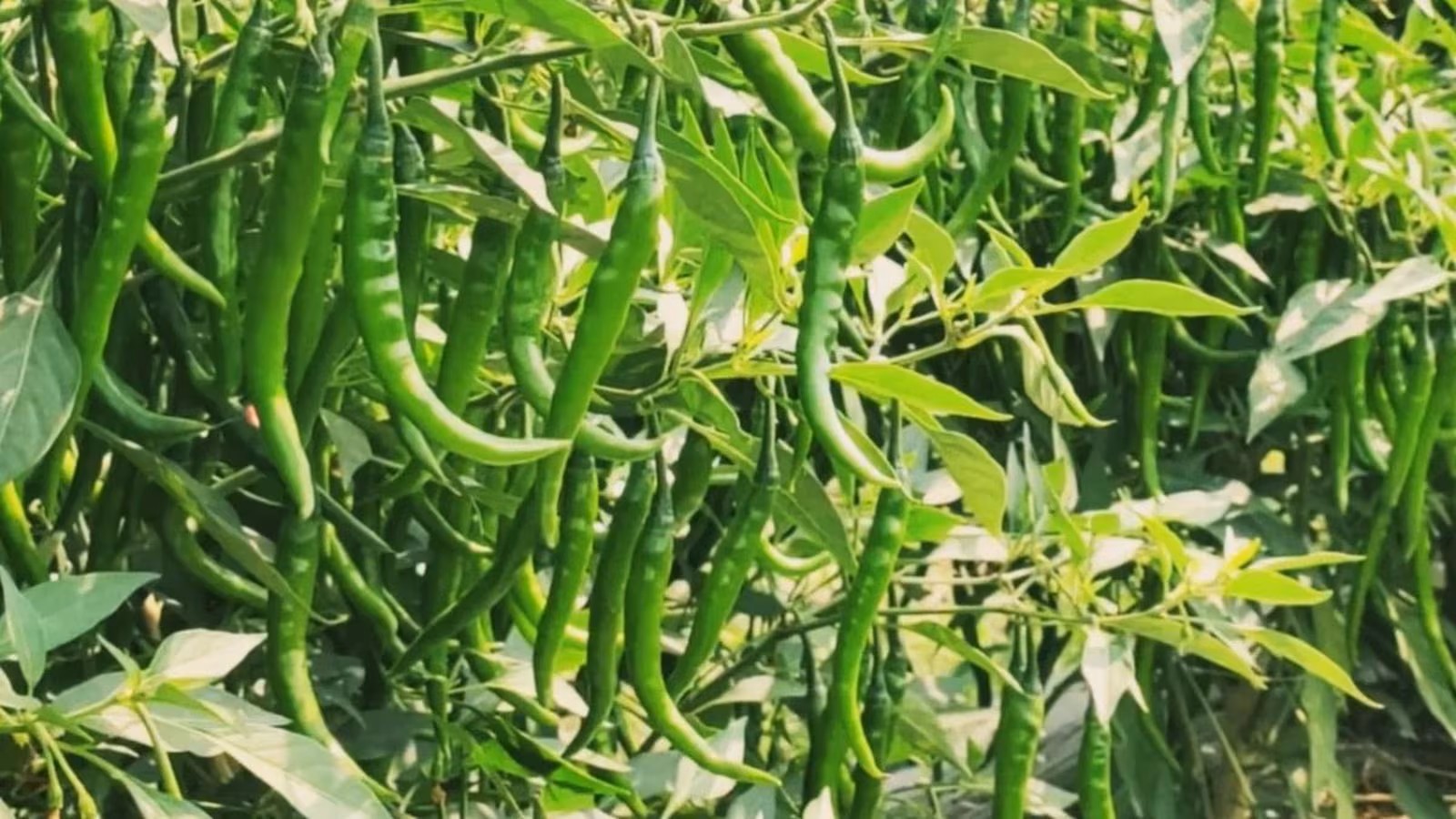 Green Chillies