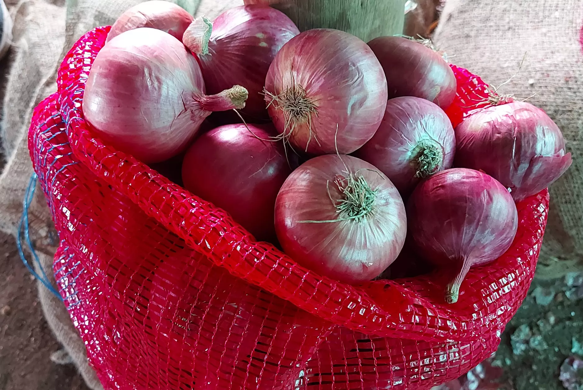Fresh Onions